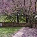 LeicaQ-CherryTrees 2-1.jpg